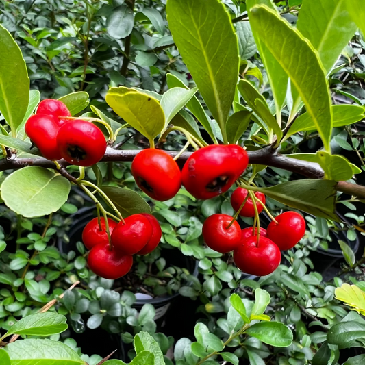 Mature Pyracantha Firethorn plant with red berries and evergreen growth