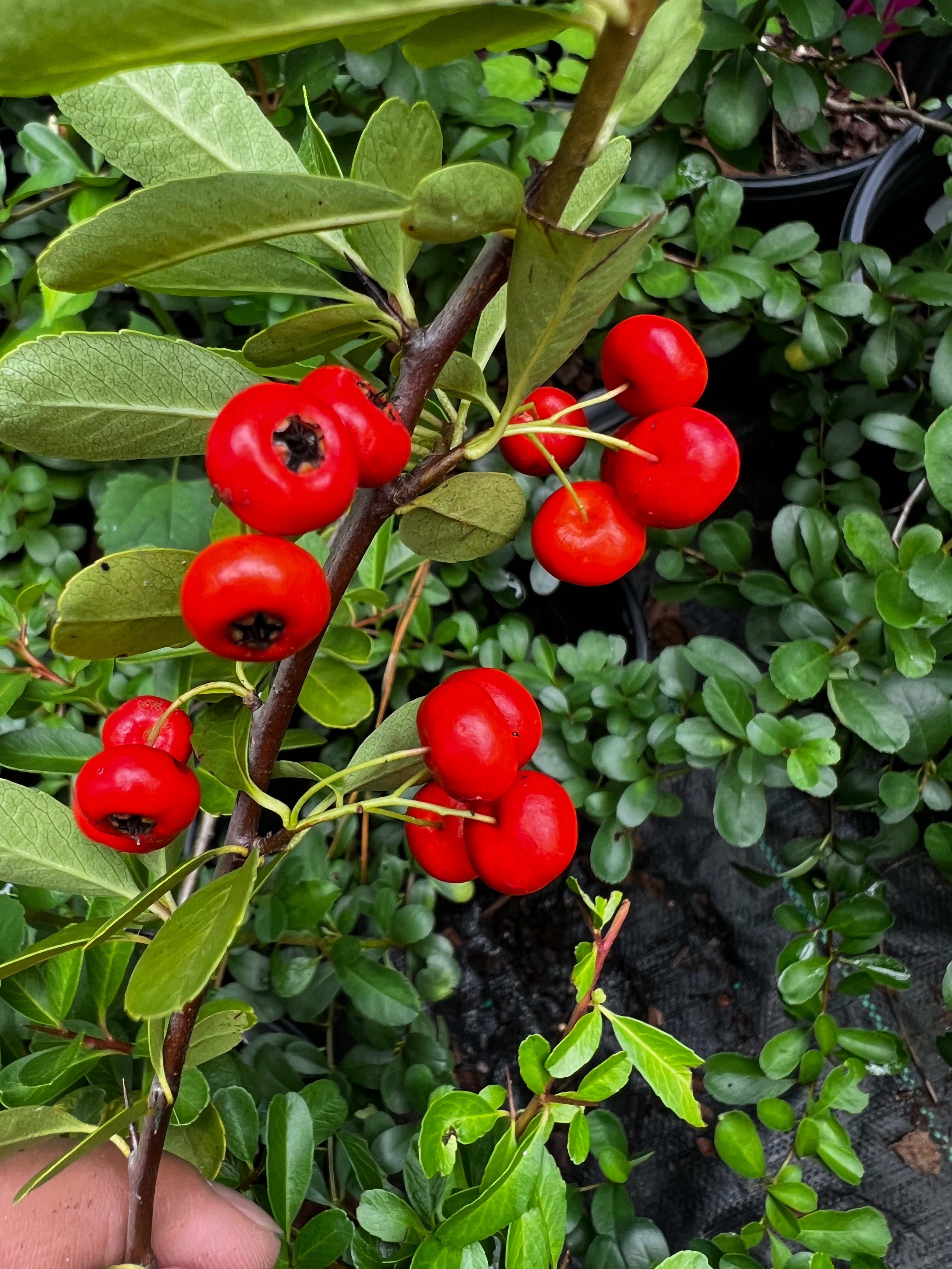 Thorny Pyracantha Government shrub planted in landscape garden setting