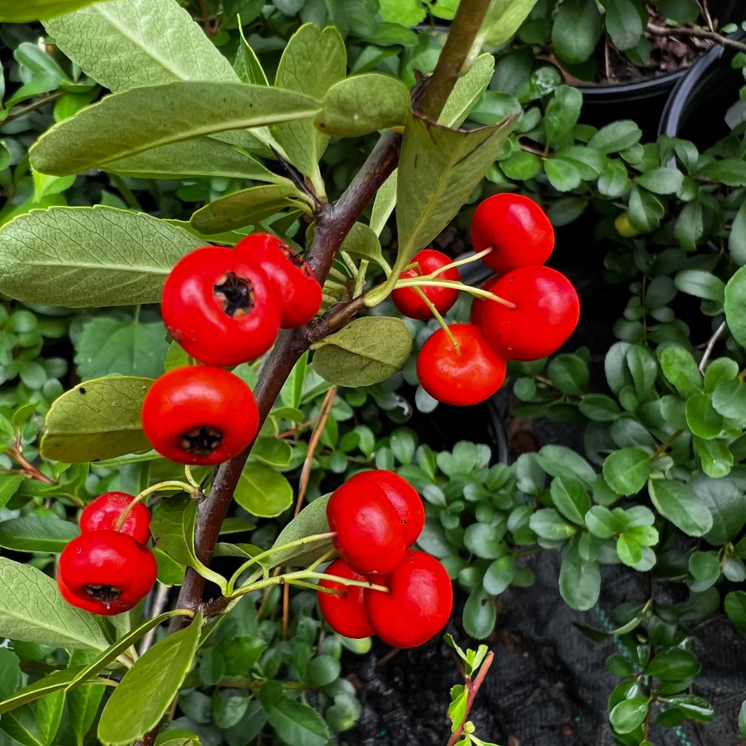 Thorny Pyracantha Government shrub planted in landscape garden setting