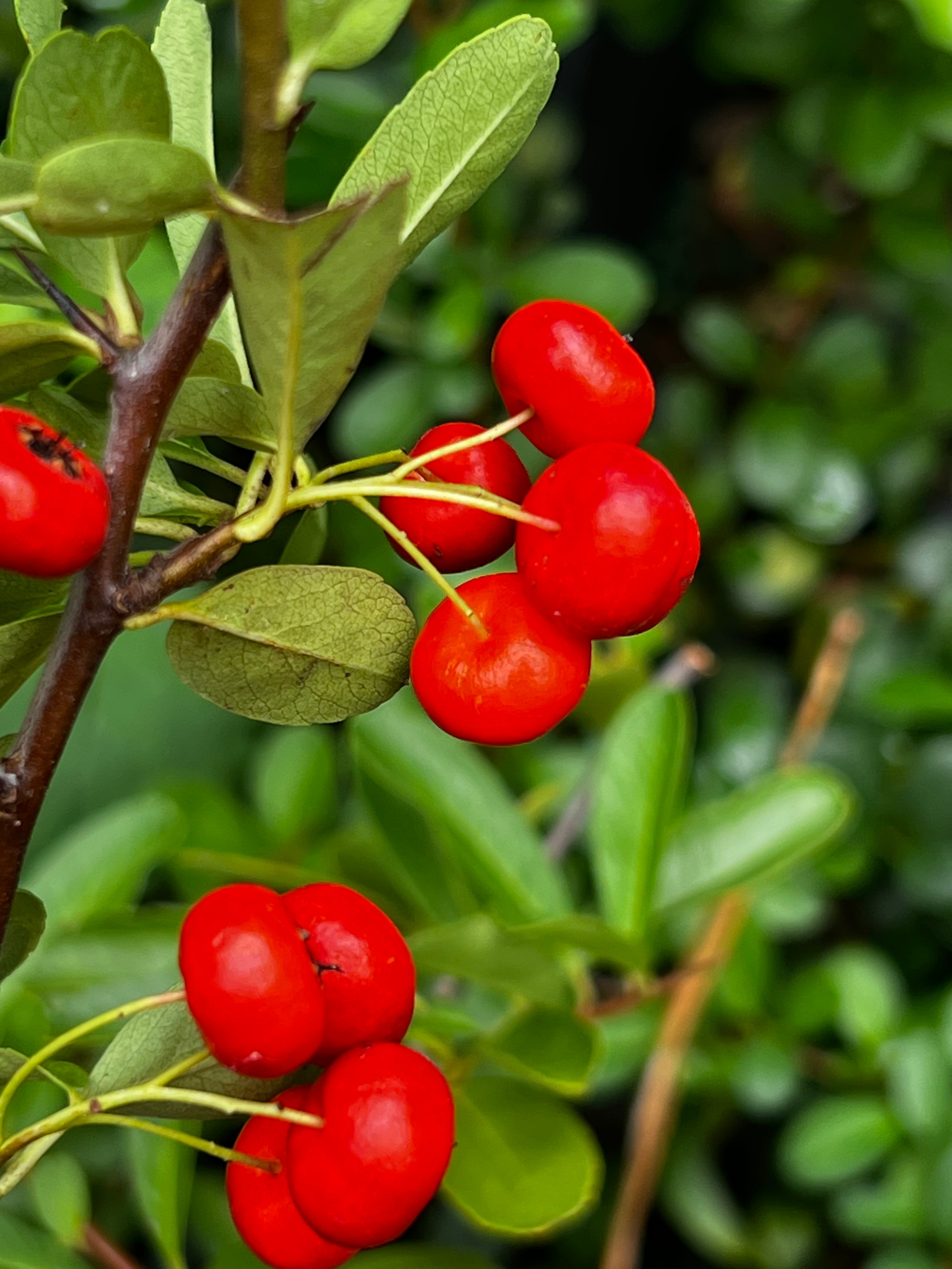 Healthy Pyracantha Firethorn shrub ideal for hedge and privacy screening