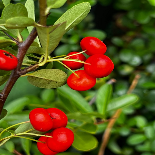 Healthy Pyracantha Firethorn shrub ideal for hedge and privacy screening