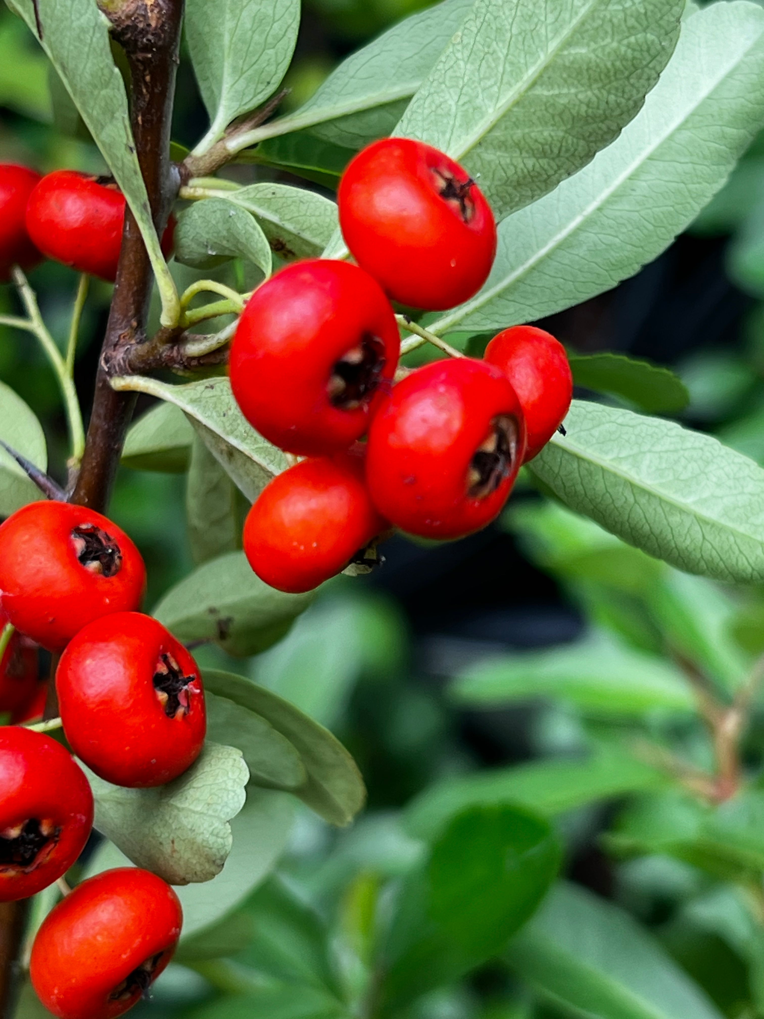 Close-up of Pyracantha Firethorn showing clusters of red berries on branches