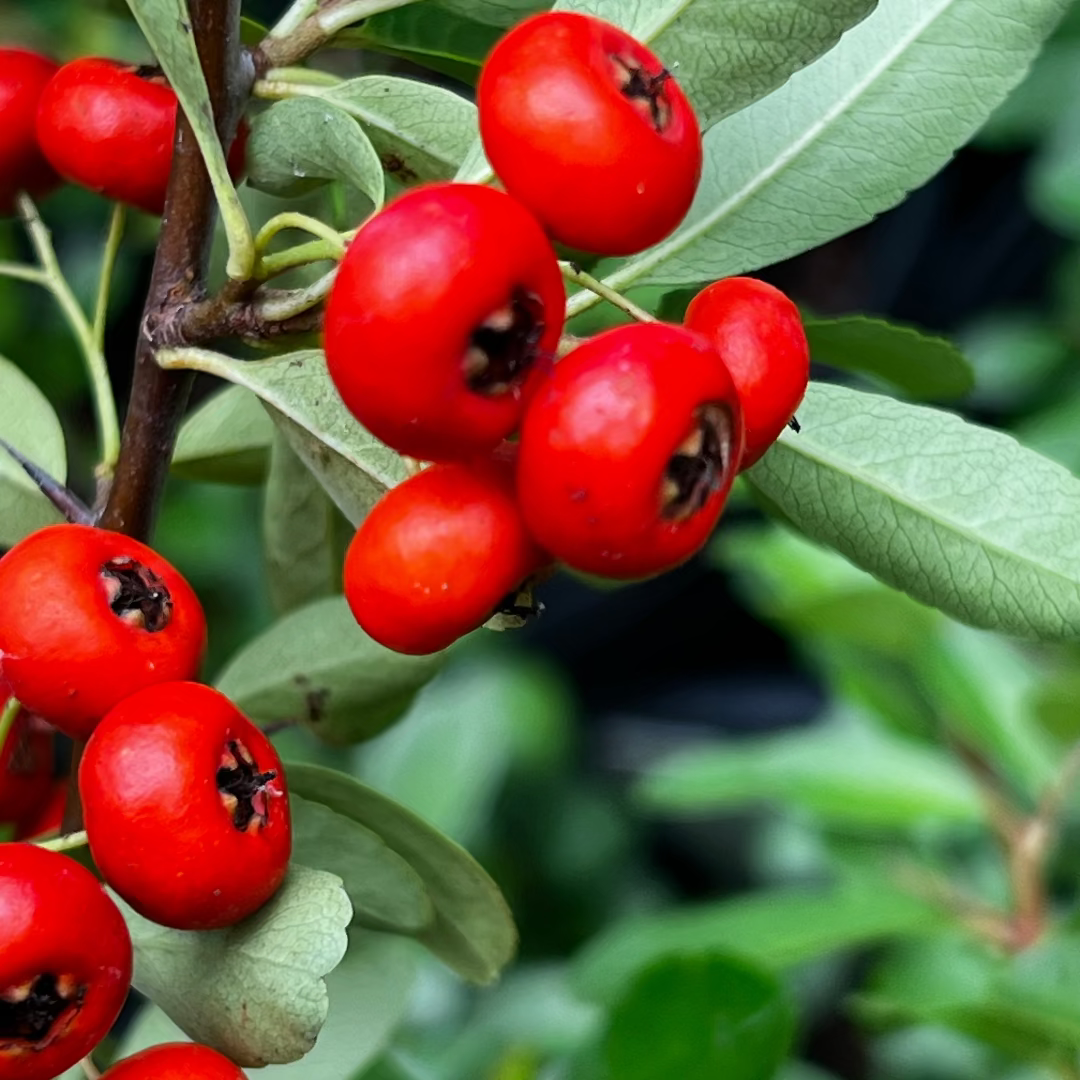 Close-up of Pyracantha Firethorn showing clusters of red berries on branches