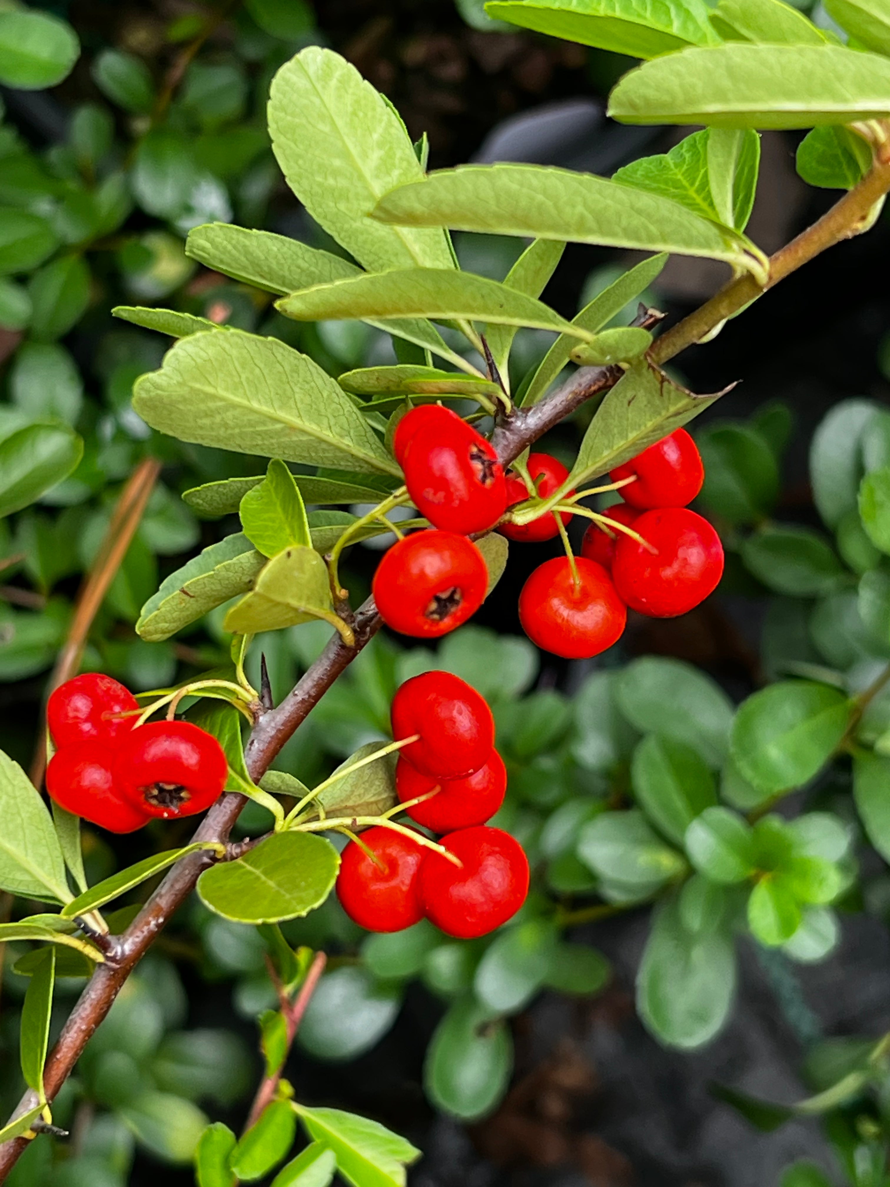 Evergreen Pyracantha Government plant growing outdoors with glossy green leaves