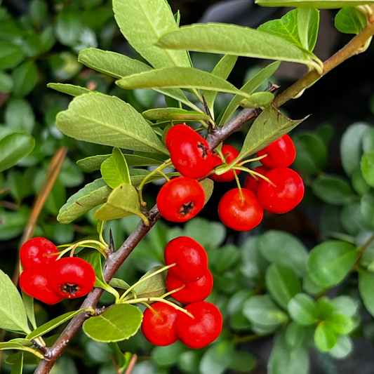 Evergreen Pyracantha Government plant growing outdoors with glossy green leaves