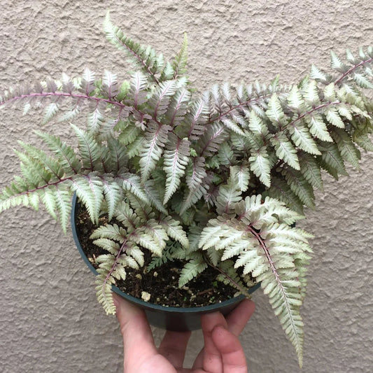 Japanese Painted Fern with silvery fronds