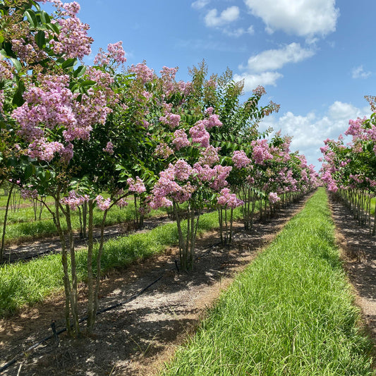 Blooming Muskogee Crape Myrtle in landscape