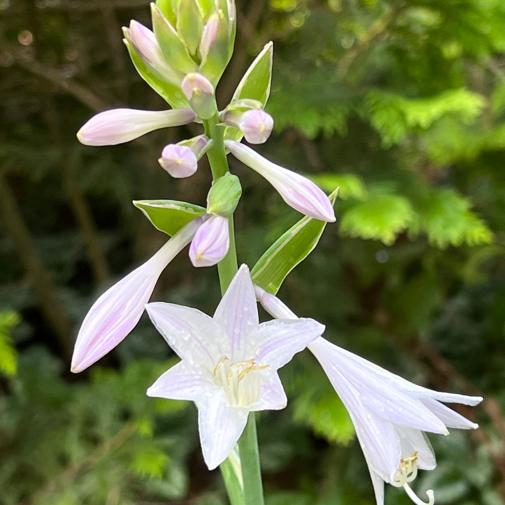 Close-up of Francee Hosta leaf texture and variegation