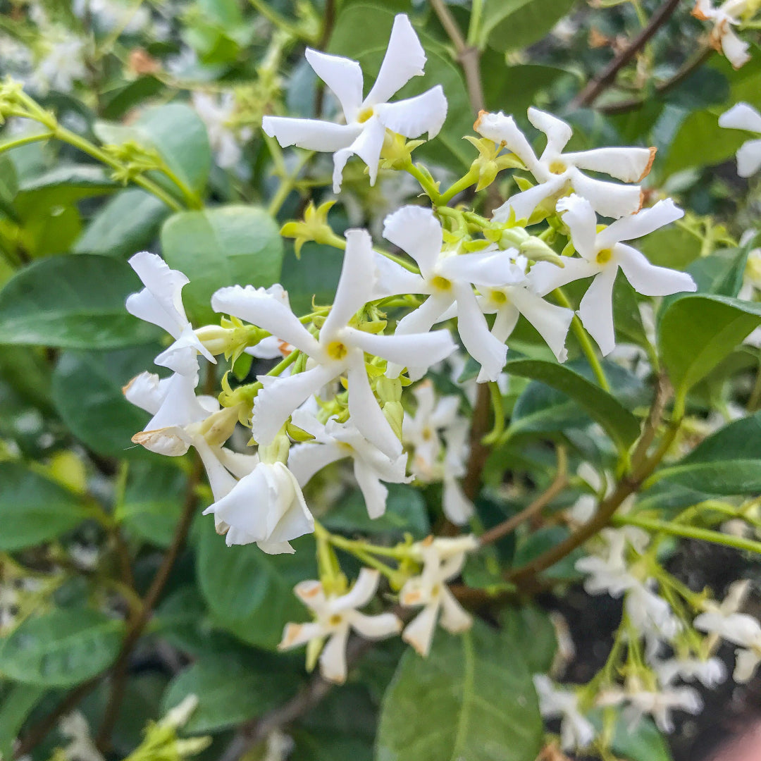 Star Jasmine plant in garden setting with blooming white flowers