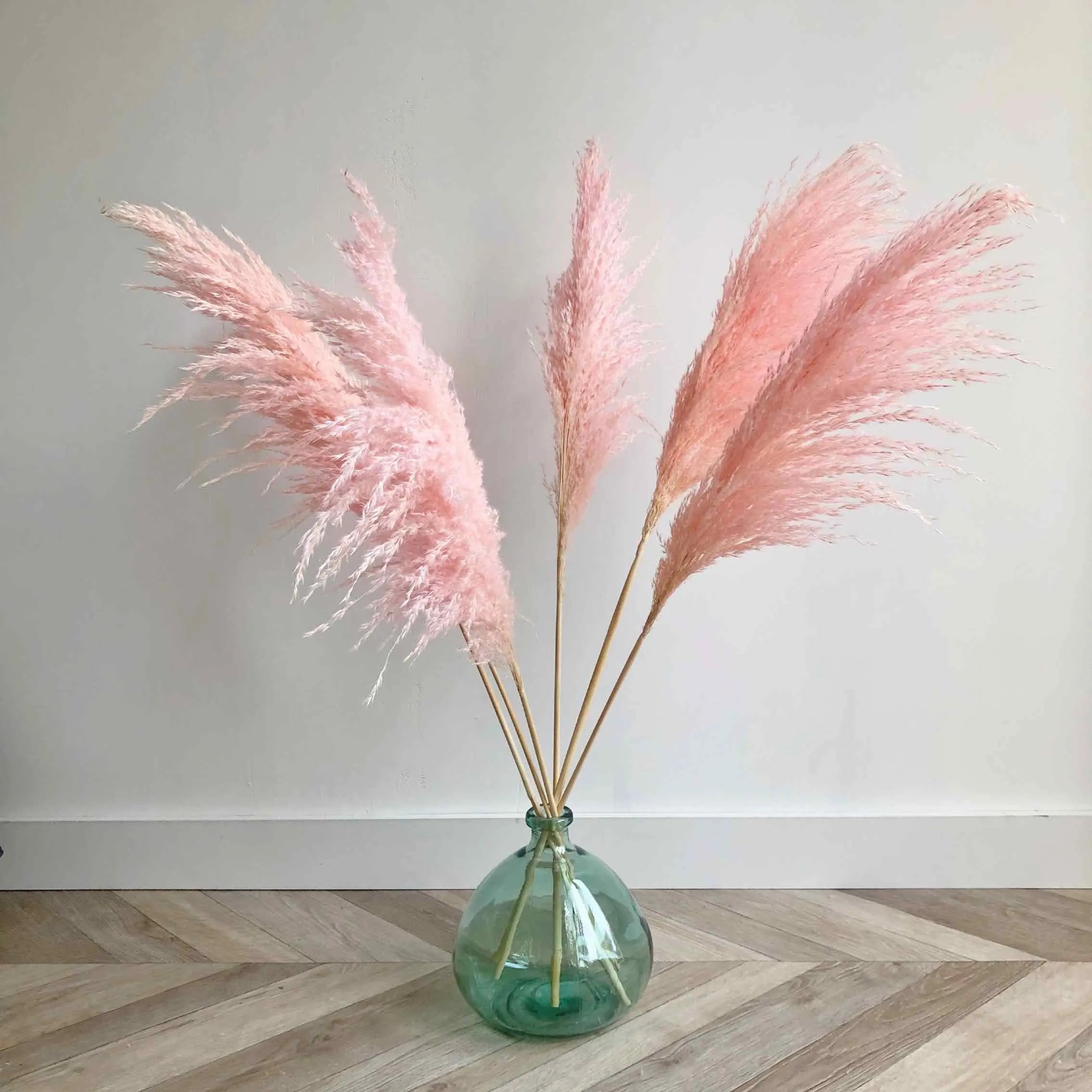 Pink Pampas Grass – Spectacular Pink Plumes | Cortaderia | Zones 6–11 live plant for landscaping and home gardens
