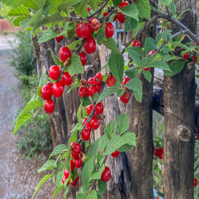 Nanking Cherry Plant Growing in Garden Prunus tomentosa Fruit Bearing Shrub