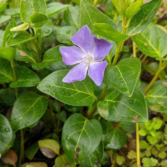Vinca major perennial ground cover