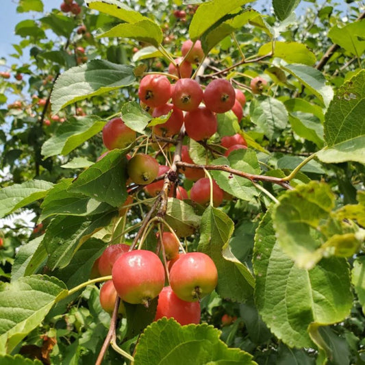 Young Dolgo Crabapple tree planted in garden with full canopy