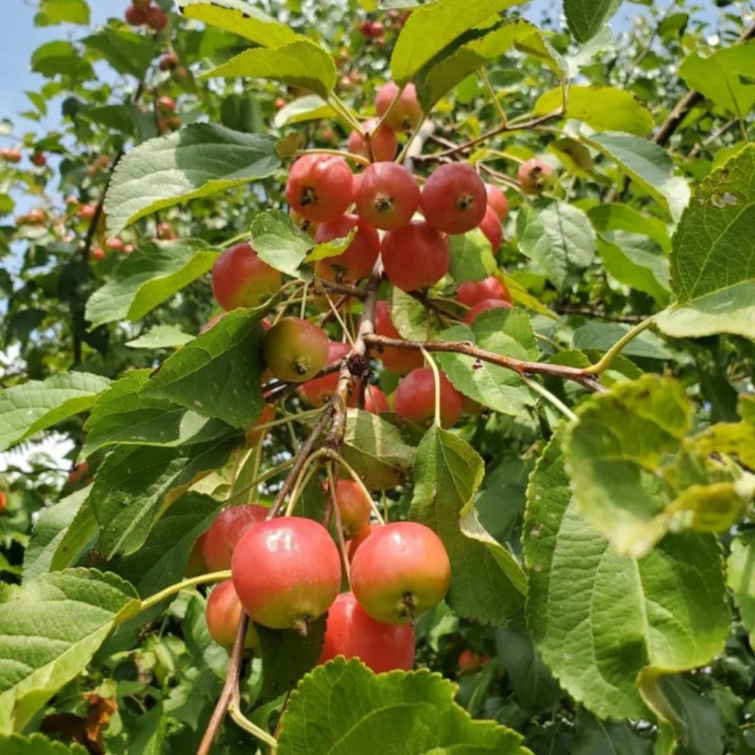 Outdoor landscape featuring Dolgo Crabapple tree with seasonal fruit
