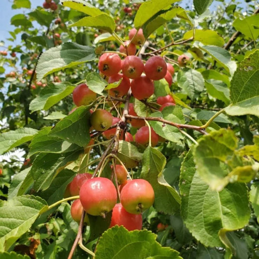 Outdoor landscape featuring Dolgo Crabapple tree with seasonal fruit