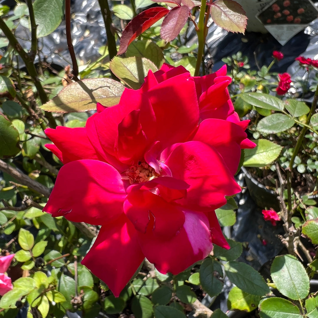 Double Knockout Rose live flowering plant with red blooms