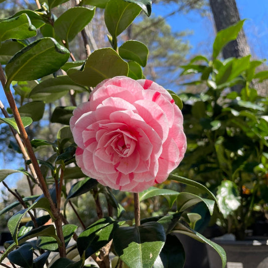 Camellia japonica La Peppermint Potted Plant