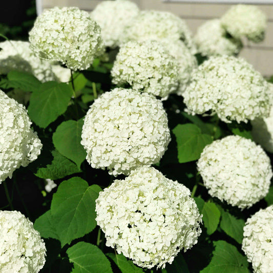 Healthy Annabelle Hydrangea plant with white flower clusters grown at Pixies Gardens nursery