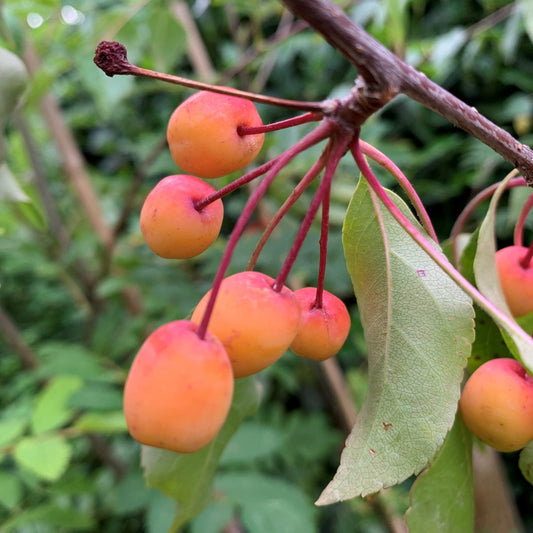 3-in-1 Crabapple Tree – flowering tree
