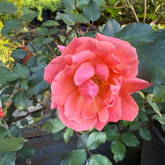 Healthy Coral Knock Out Rose showing dense green foliage