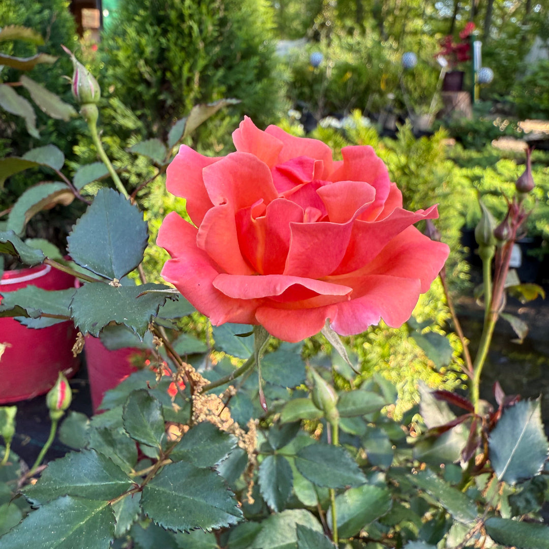 Vibrant petals cover Coral Knock Out Rose in garden