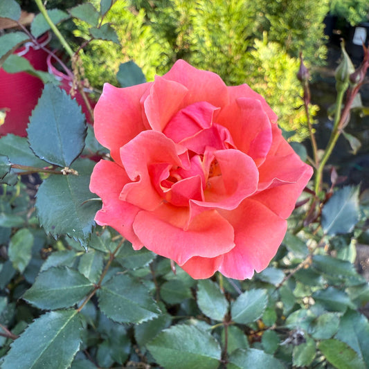 Coral Knock Out Rose blooming brightly with coral flowers