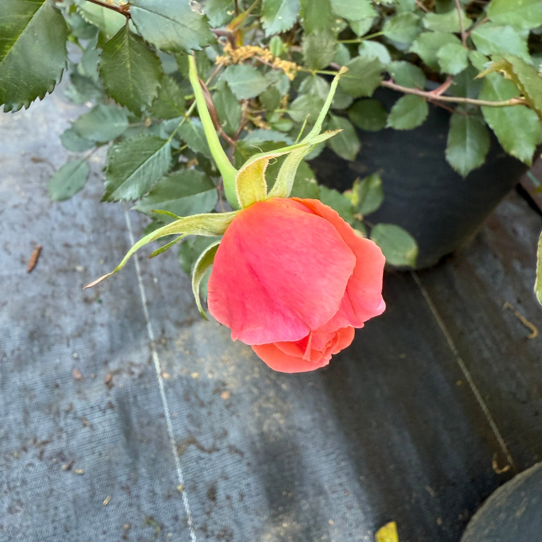 Fully opened blooms highlight Coral Knock Out Rose plant