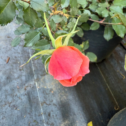 Fully opened blooms highlight Coral Knock Out Rose plant