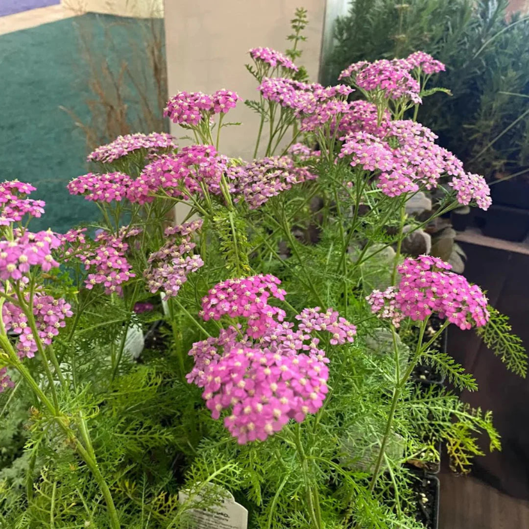 Achillea Oertel’s Rose Yarrow blooms