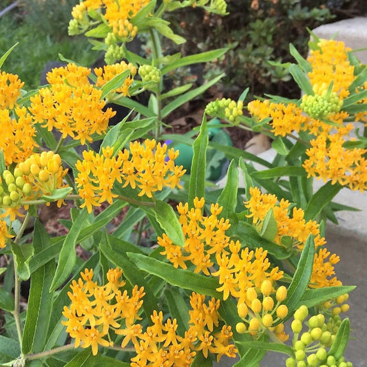 Asclepias tuberosa 'Hello Yellow' – evergreen
