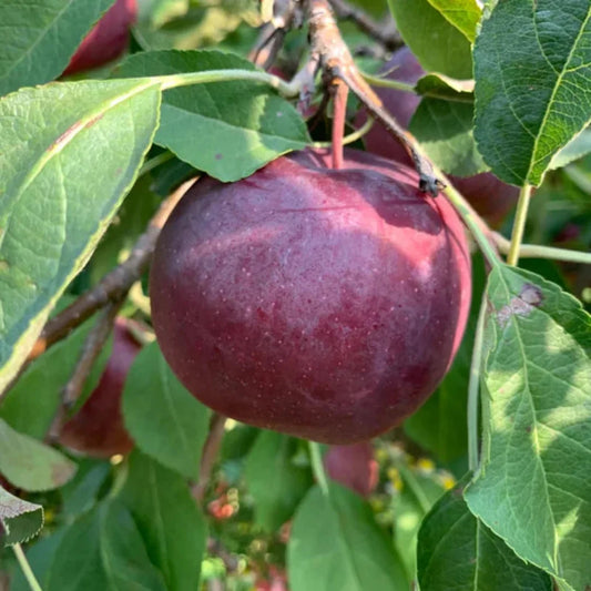 Nursery collection of Arkansas Black Apple trees prepared for shipping
