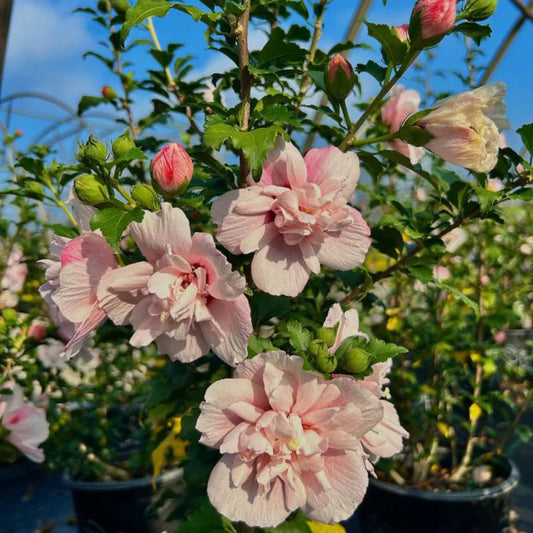 Tropical Strawberry Smoothie Hibiscus plant displaying vibrant blooms against lush foliage