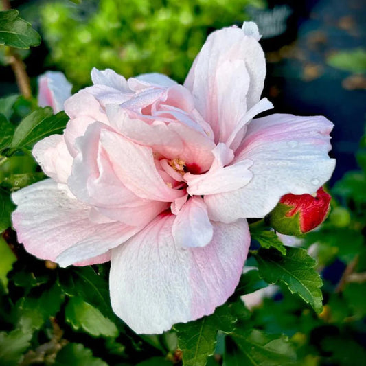 Healthy Strawberry Smoothie Hibiscus shrub growing in a garden setting with glossy green leaves