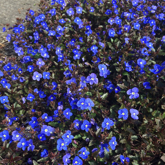 Georgia Blue Speedwell garden plant