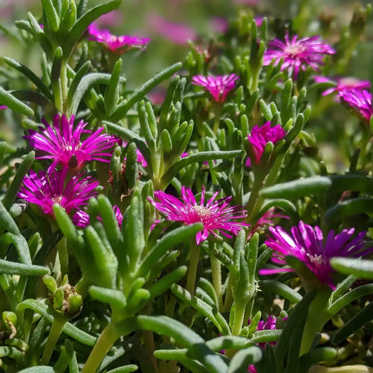 Delosperma cooperi ice plant blooms