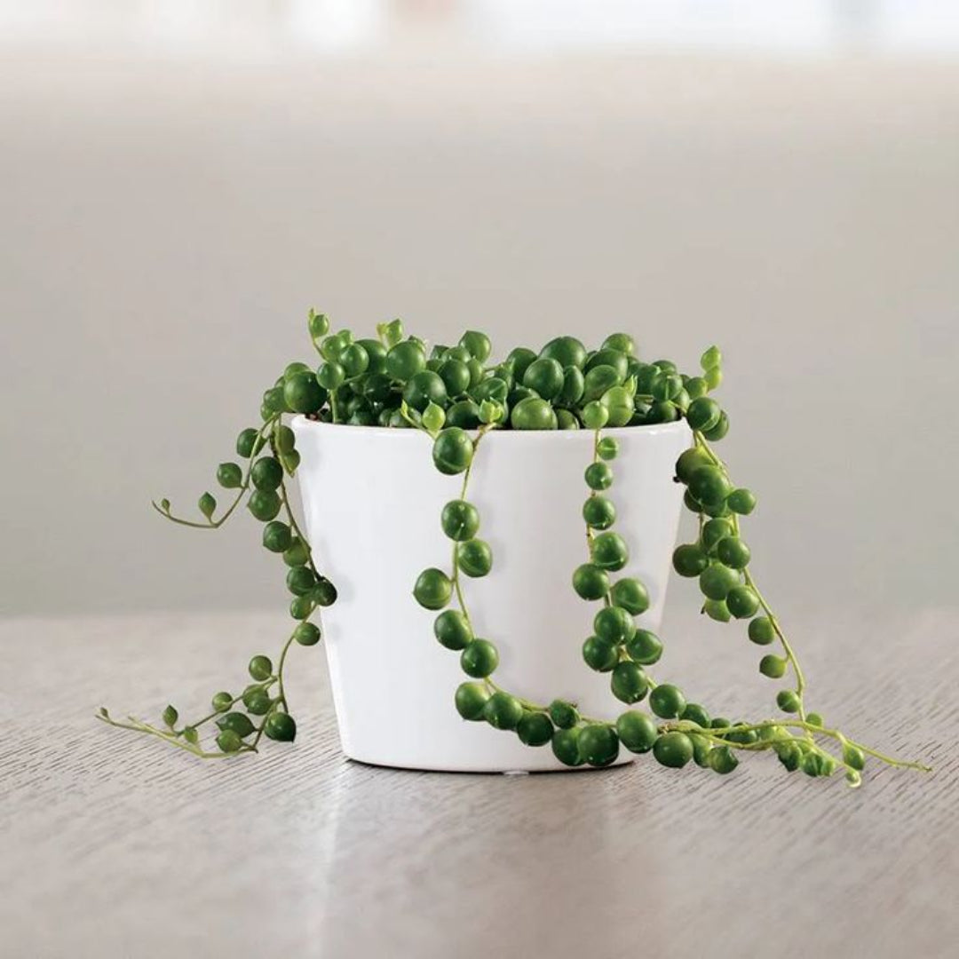 bead like succulent String of Pearls Succulent Plant - Living Gift