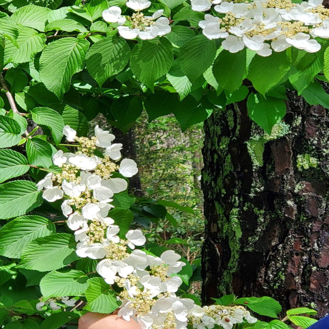 Igloo Viburnum Shrub in Natural Garden Setting with Full White Blossoms