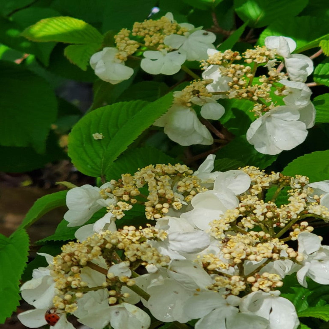 Igloo Viburnum Deciduous Shrub with Rounded White Flower Clusters