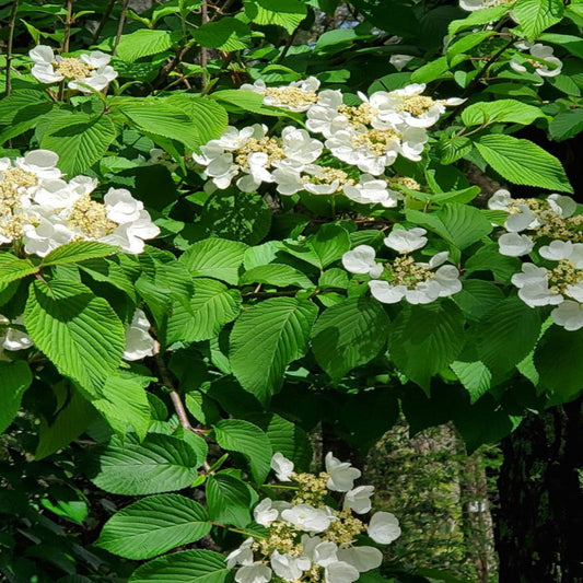 Igloo Viburnum Shrub Blooming with White Flowers and Dense Green Leaves