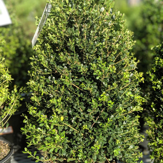 Compacta Japanese Holly Shrub – evergreen