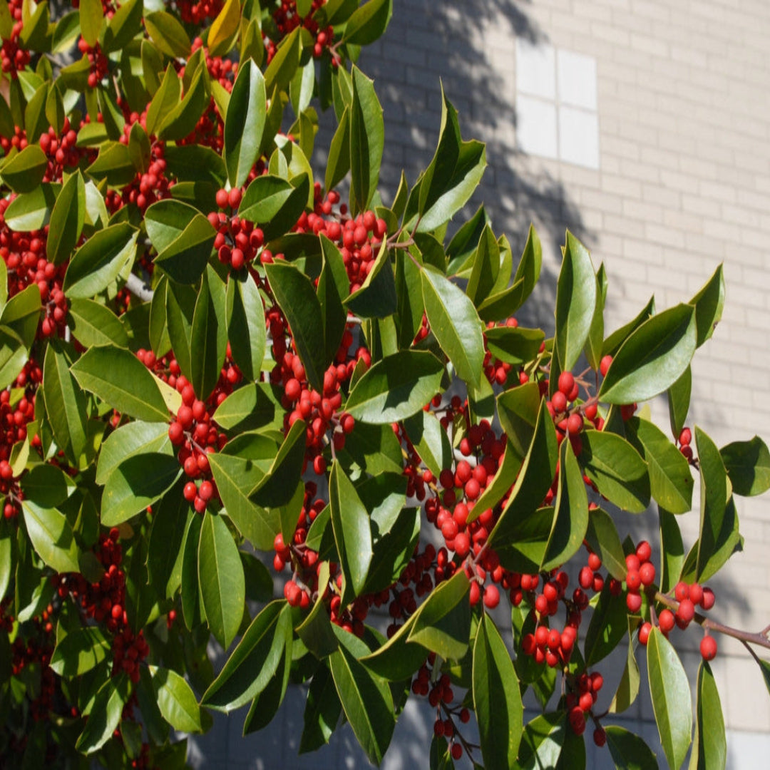 Ilex × attenuata Savannah Holly landscape tree