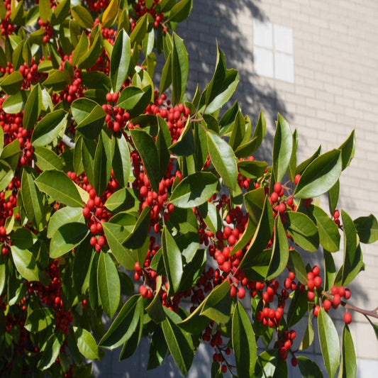 Ilex × attenuata Savannah Holly landscape tree