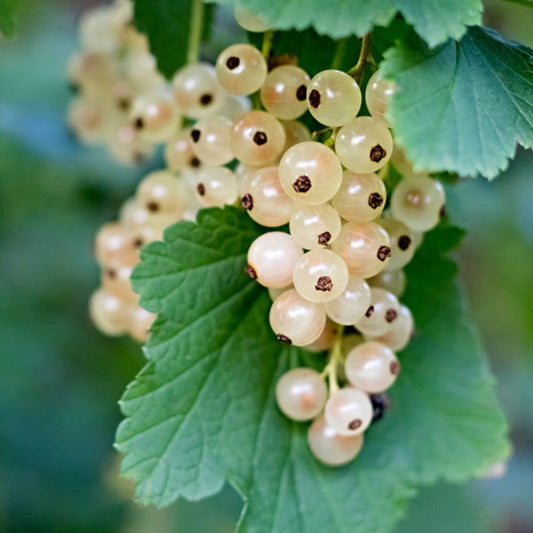 White Imperial Currant shrub with developing berry clusters and bright green leaves