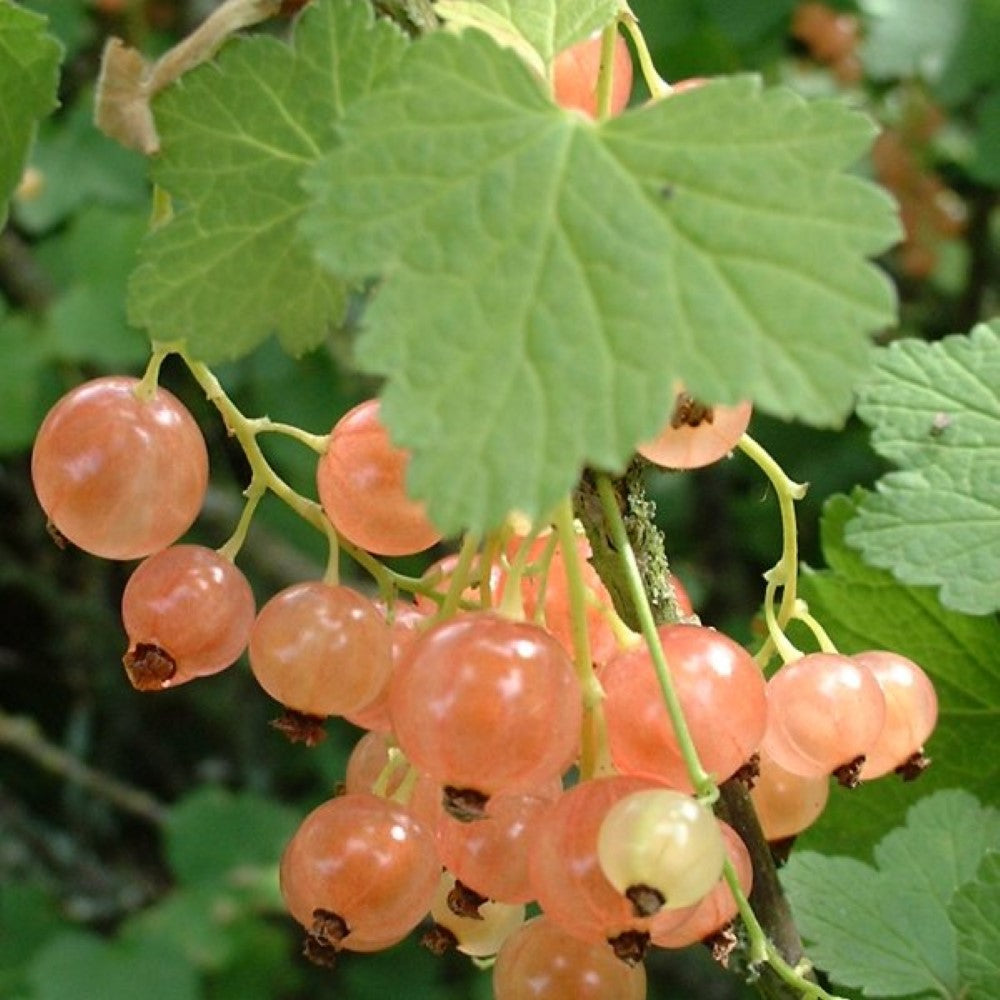 Branch of White Imperial Currant plant showing light cream-colored berries and healthy foliage