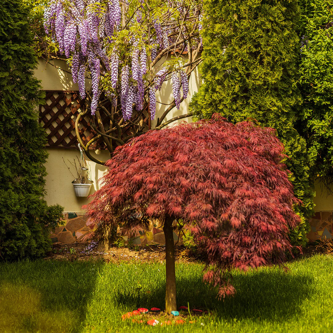 Red Dragon Japanese Maple with burgundy red leaves in full color