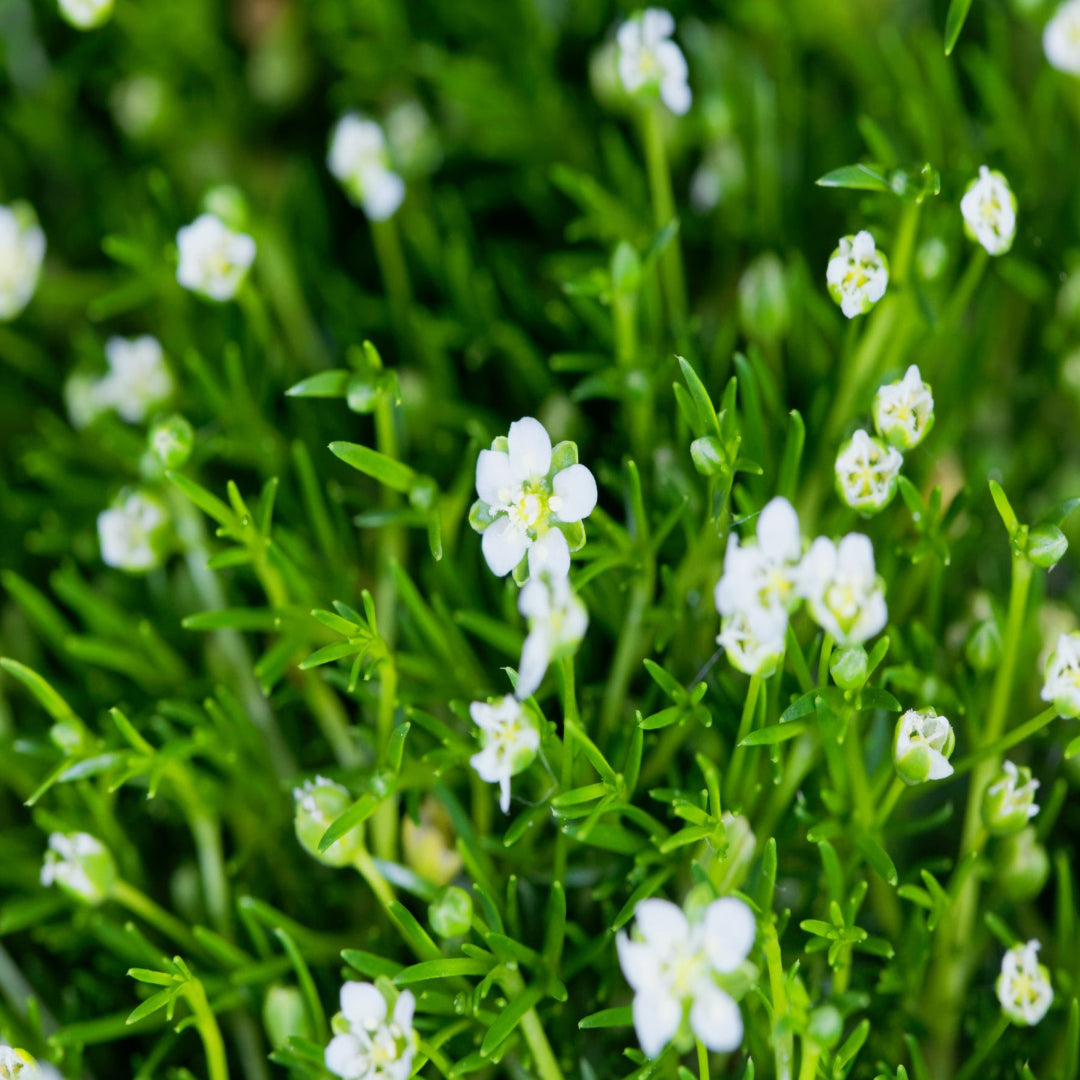 Irish moss ground cover plant dense green carpet for garden landscaping