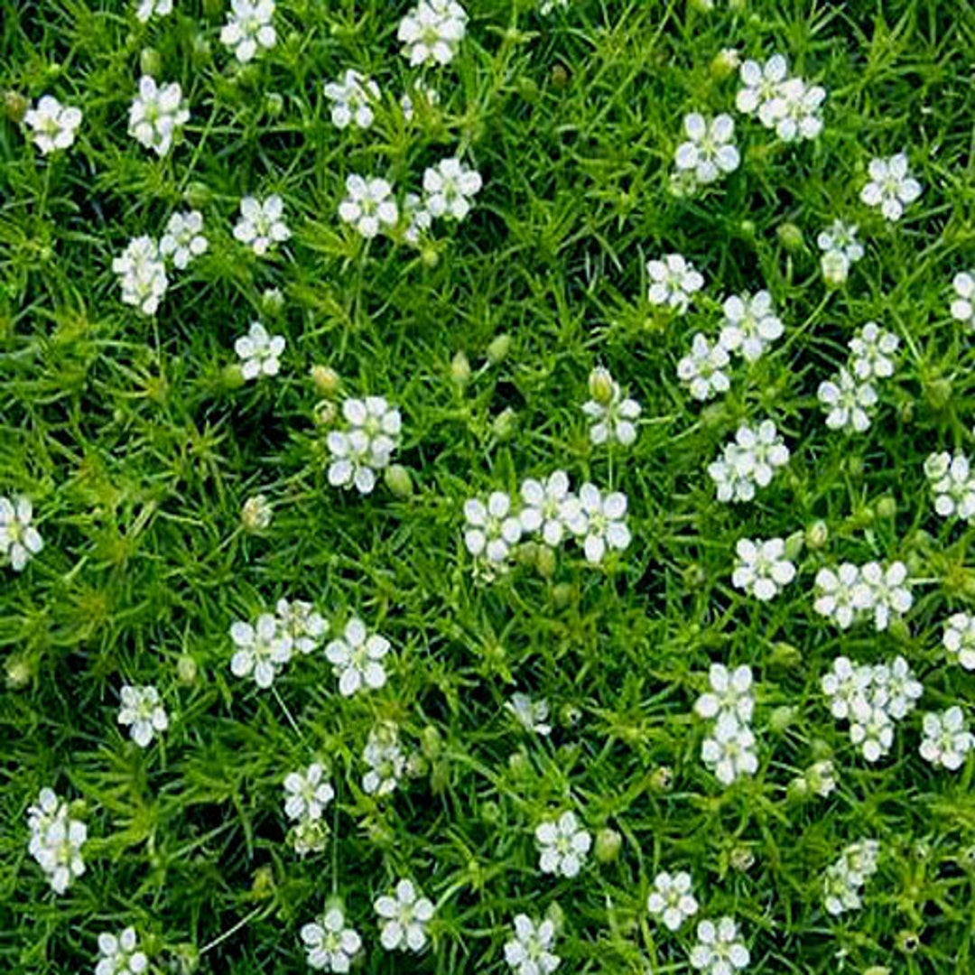 Sagina subulata pearlwort Irish moss plant close-up foliage view