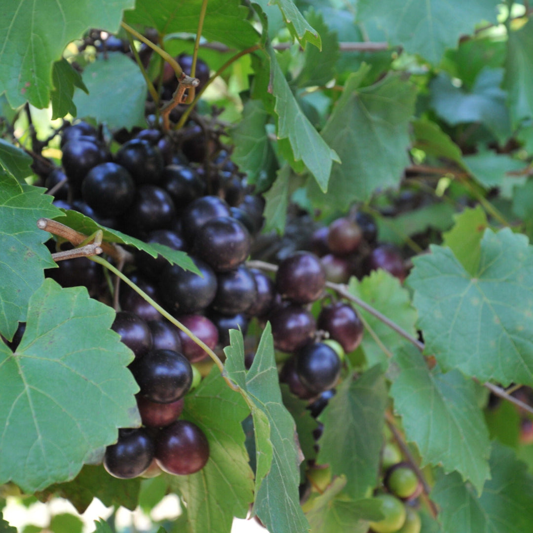 Ison Black Muscadine - Pixies Gardens – fruit plant