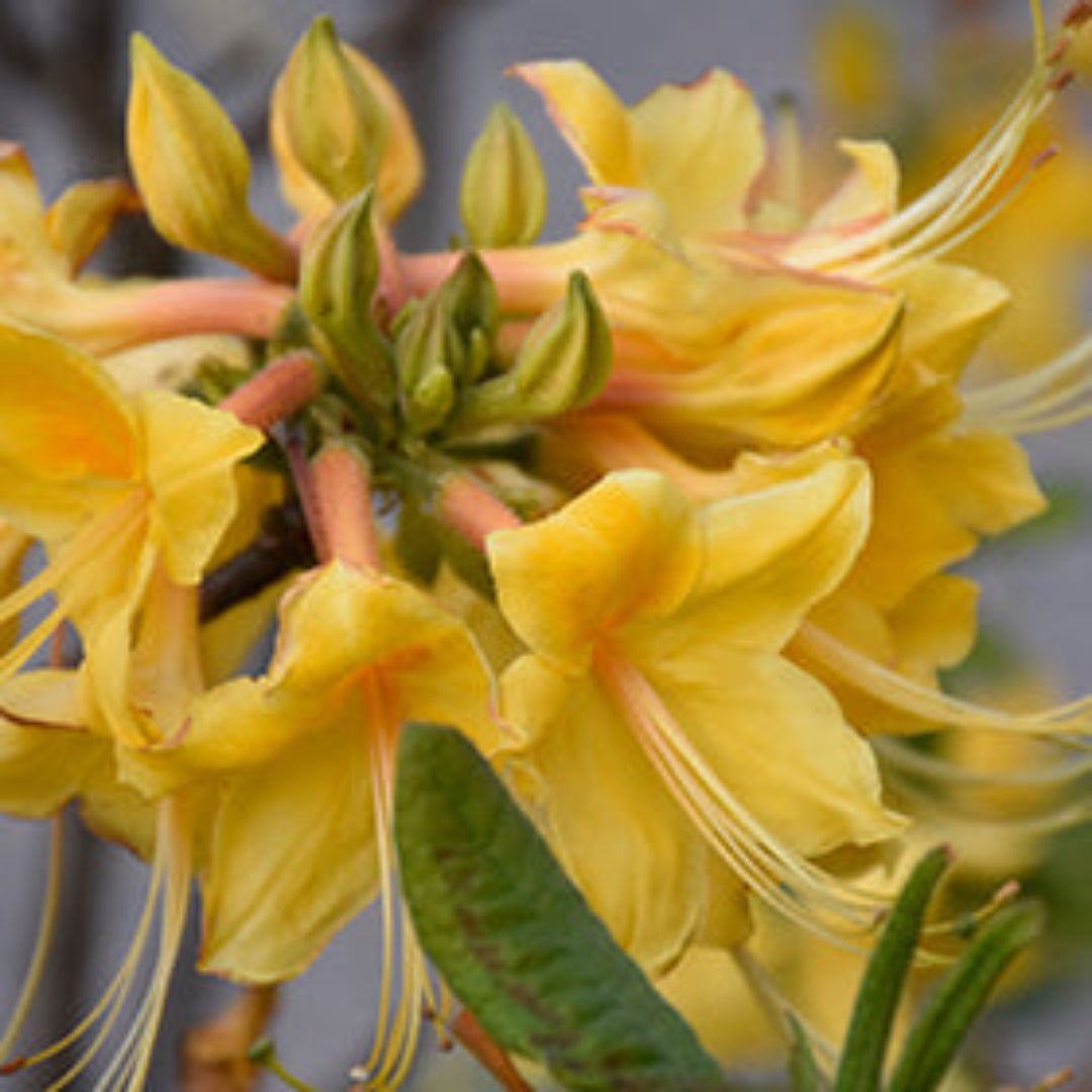 Rhododendron ' Admiral Semmes' Native Azalea