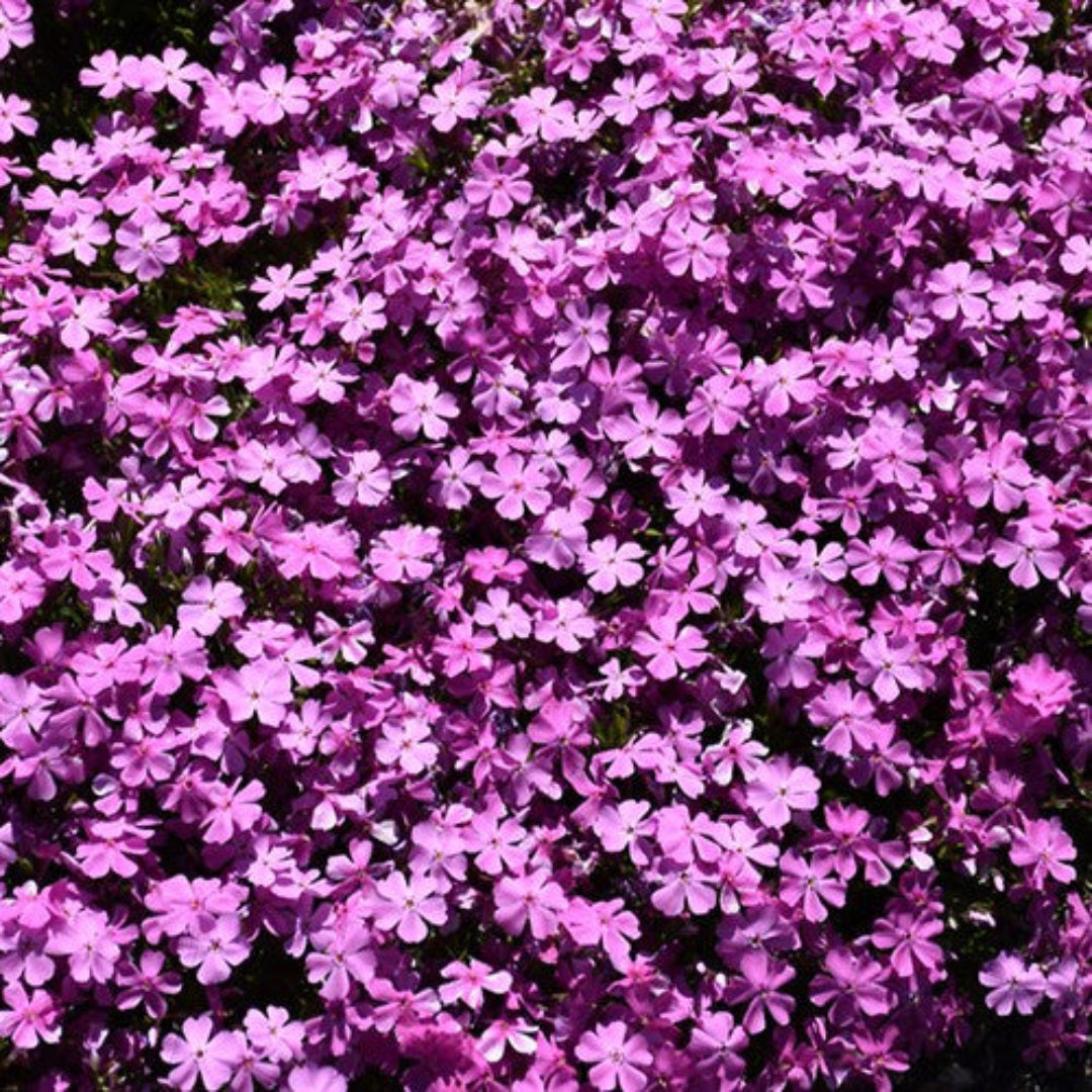 Purple Creeping Phlox garden plant